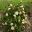 Camellia Brushfields Yellow shrub