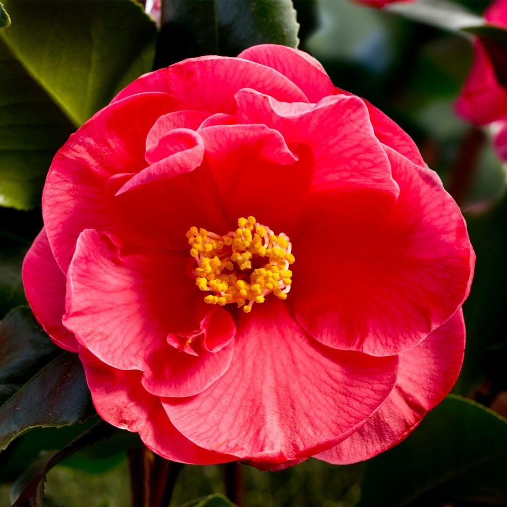 Camellia japonica 'Dr King'