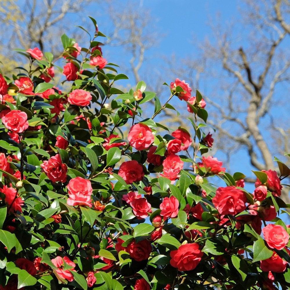 Camellia Lady Campbell flowers