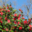 Camellia Lady Campbell flowers