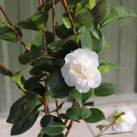 Camellia japonica Powder Puff