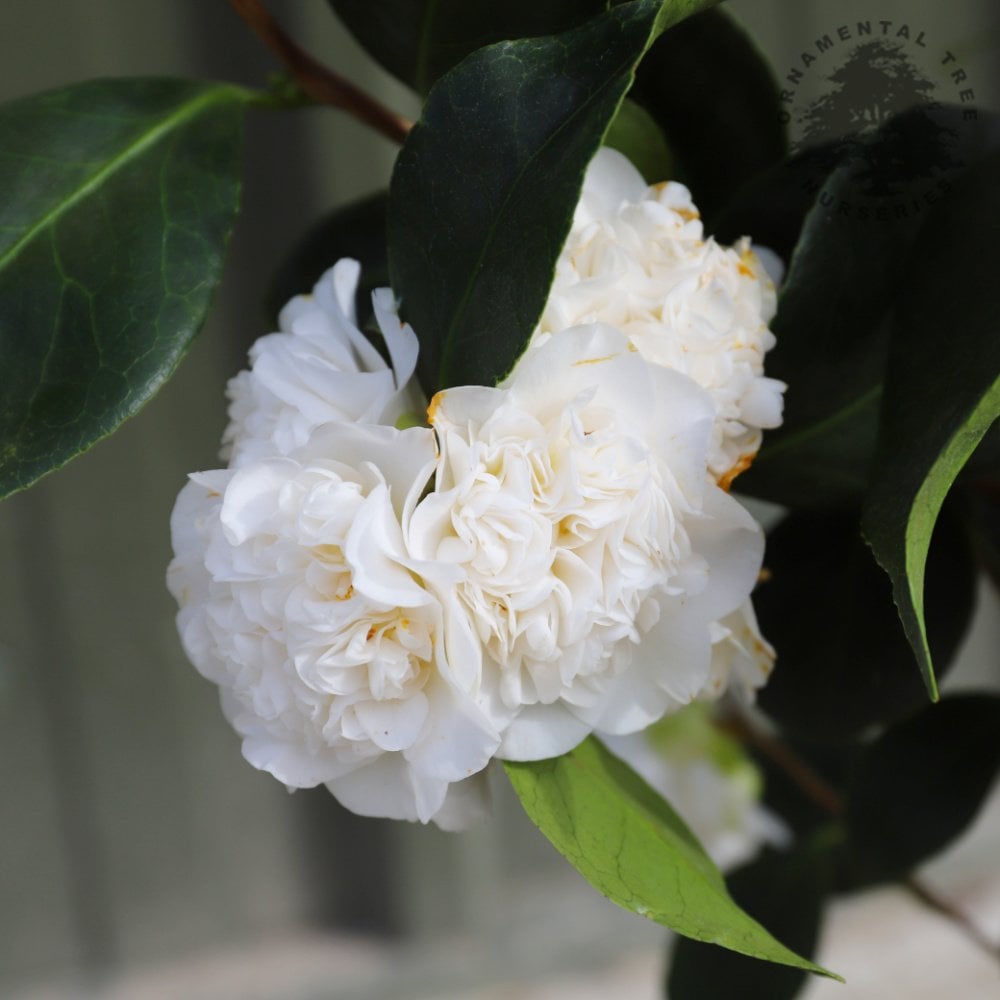 Camellia japonica Powder Puff