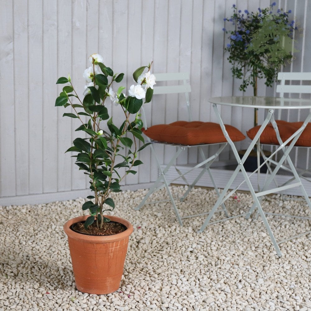 Camellia japonica Powder Puff in pot