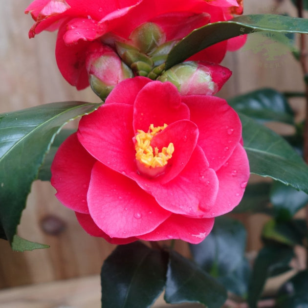 Camellia 'Mary Williams' flower