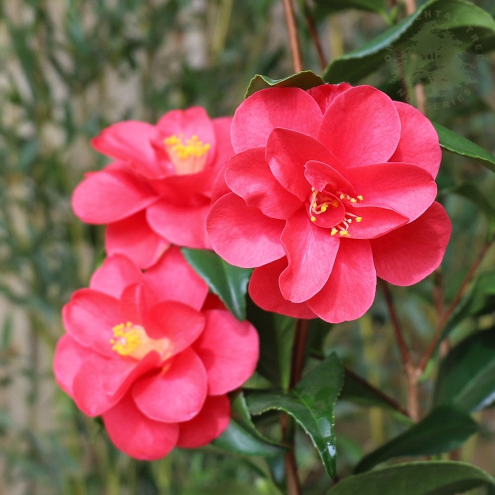 Camellia reticulata 'Mary Williams'