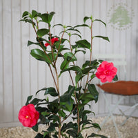 Camellia reticulata 'Mary Williams'