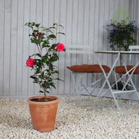 Camellia reticulata 'Mary Williams' in a pot