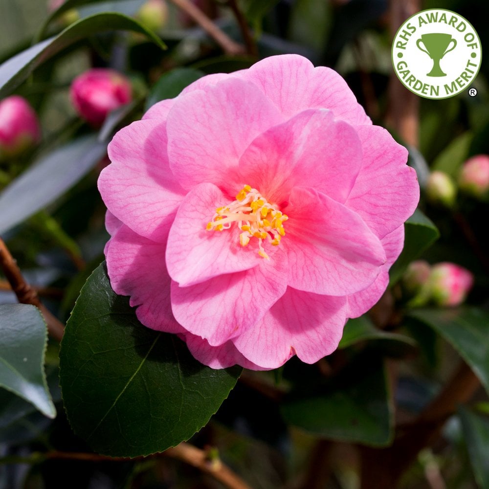 Camellia 'Spring Festival' Shrub