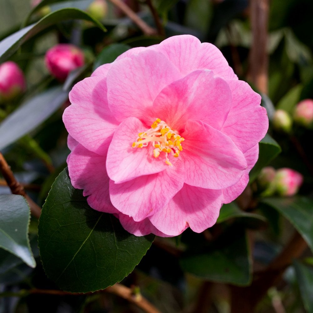 Pink camellia evergreen shrub