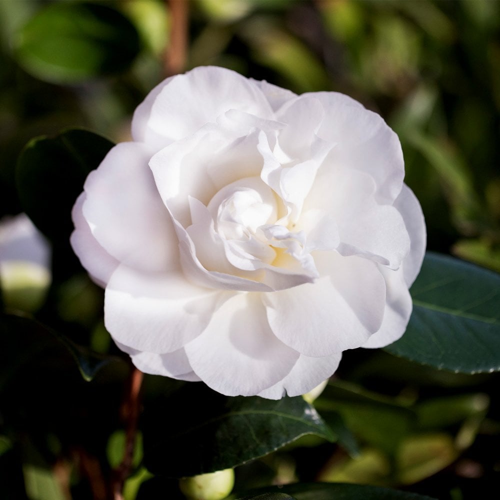 Camellia 'Swan Lake'