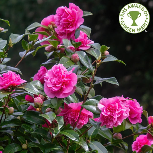 Camellia x williamsii Debbie flowers