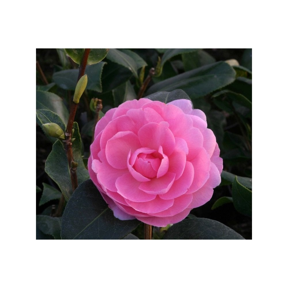 Camellia x williamsii 'E G Waterhouse'