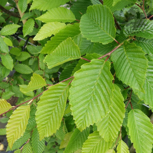 Carpinus betulus 'Frans Fontaine' Hornbeam