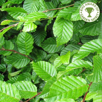 Carpinus betulus Hornbeam leaves