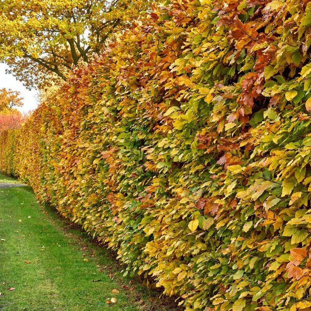 Hornbeam hedging