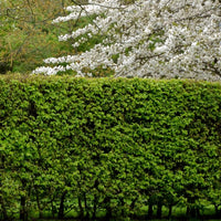 Hornbeam Hedging Singles & Bundles