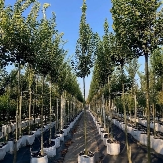 Carpinus betulus 'Lucas' Tree