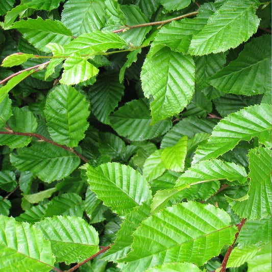 Carpinus betulus Hornbeam