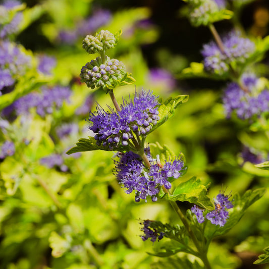 Caryopteris clandonensis 'Hint of Gold'