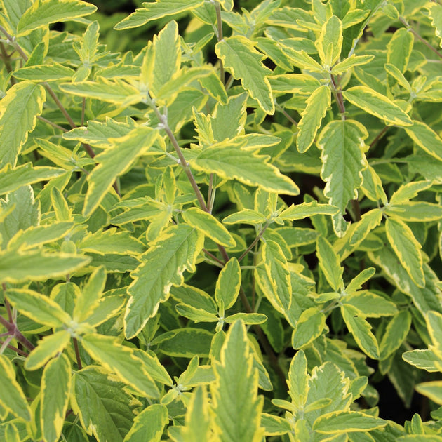 Caryopteris 'Summer Sorbet' variegated leaves