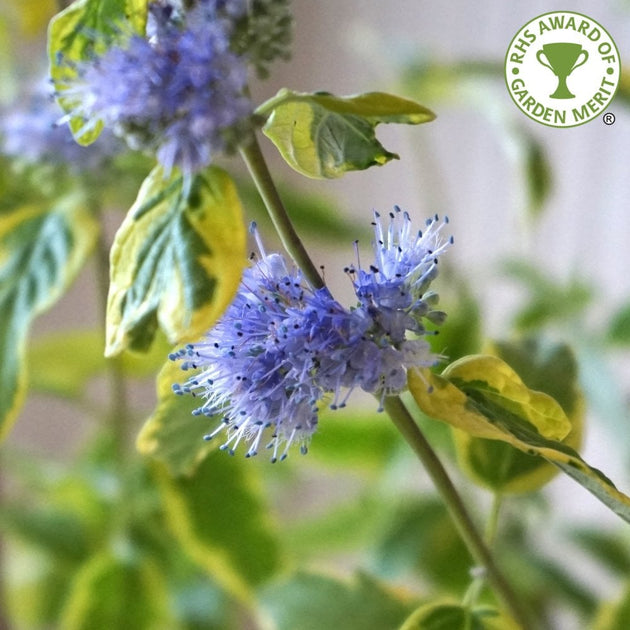 Caryopteris clandonensis 'Summer Sorbet'