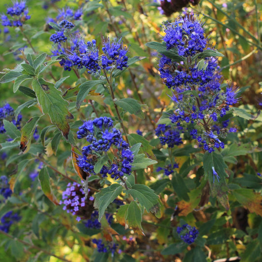 Caryopteris 'Grand Bleu' Shrub