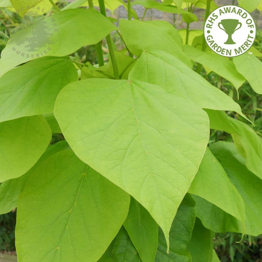 Catalpa bignonioides 'Aurea' Indian Bean tree