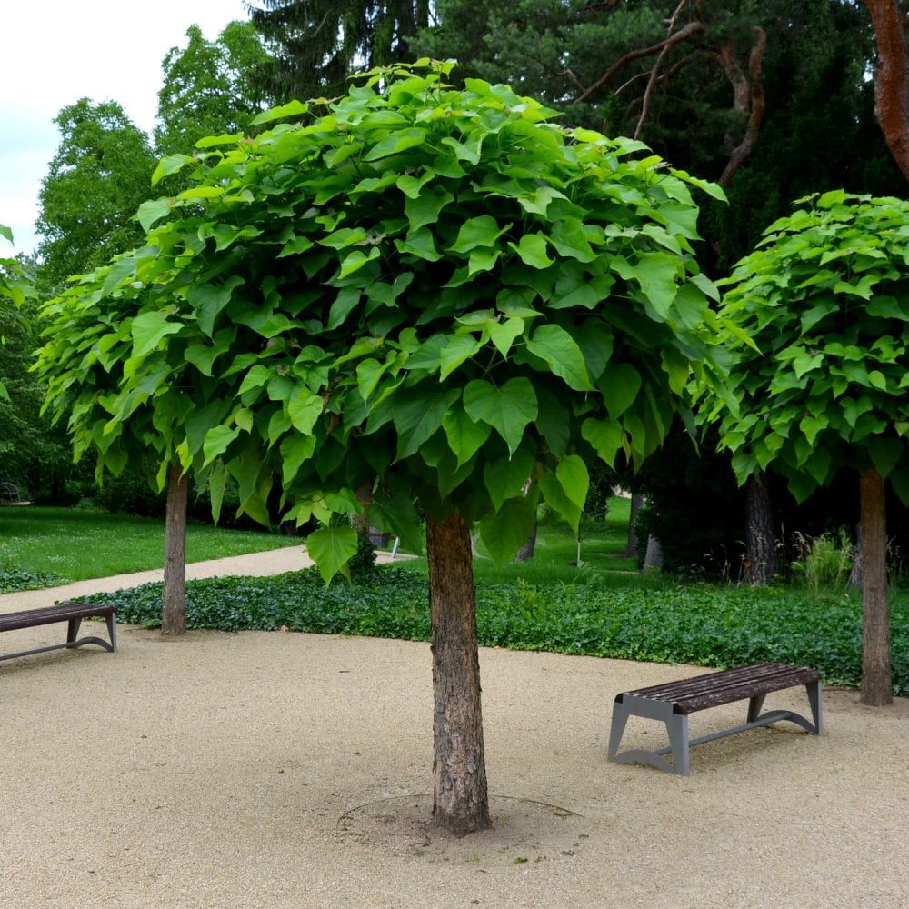 Catalpa bignonioides 'Nana' Indian Bean tree