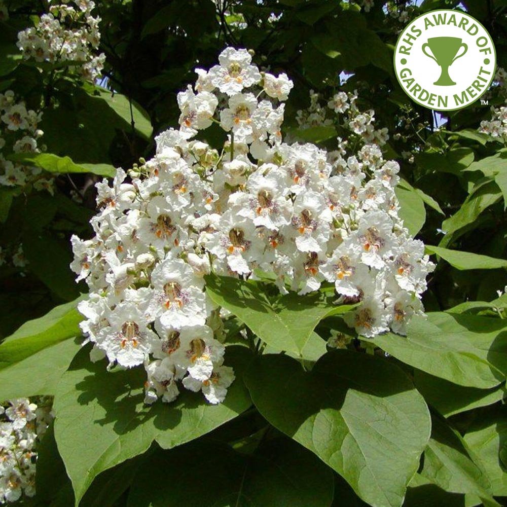 Catalpa bignonioides Indian Bean tree