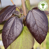 Catalpa erubescens 'Purpurea' Indian Bean tree