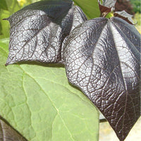 Catalpa erubescens 'Purpurea' purple leaves