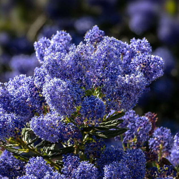 Blue Flowers of Ceanothus 'Concha' shrub