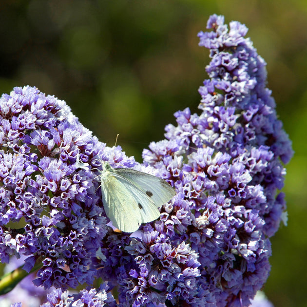 Blue Flowers of Ceanothus 'Concha' Shrub