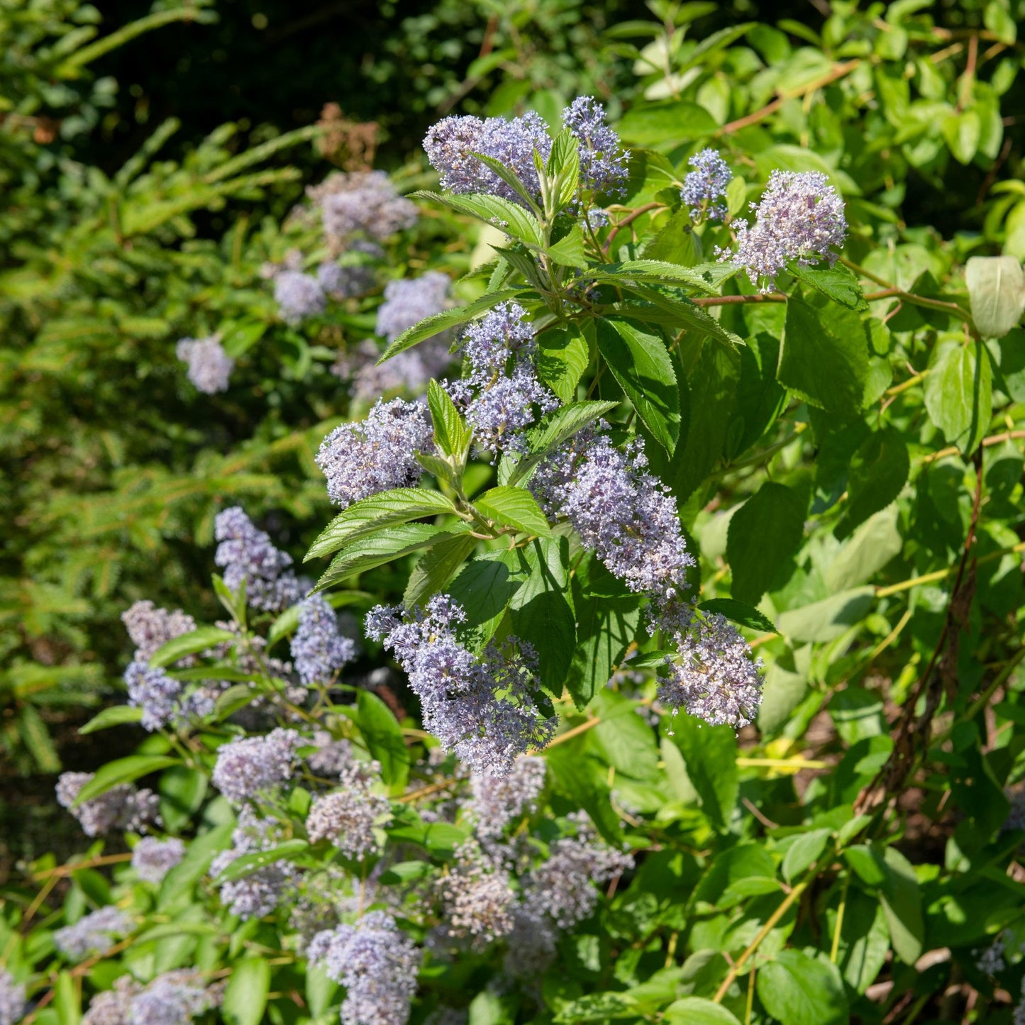 Ceanothus x Delileanus 'Gloire de Versaille'