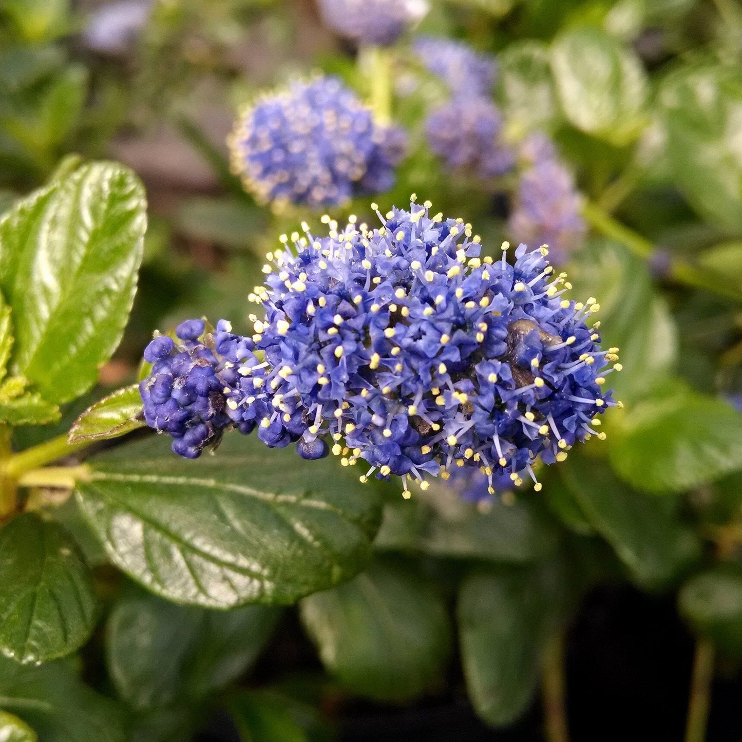 Ceanothus griseus 'Yankee Point' Californian Lilac