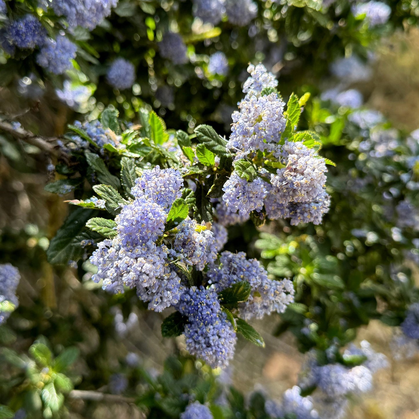 Ceanothus griseus 'Yankee Point' shrub