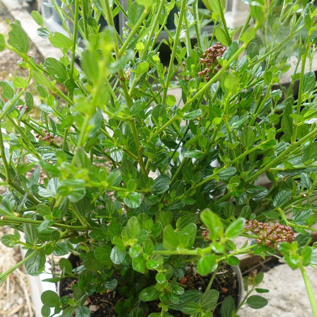 Ceanothus impressus Victoria foliage