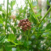 Ceanothus impressus Victoria foliage