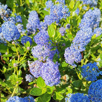 Ceanothus impressus 'Victoria' Californian Lilac