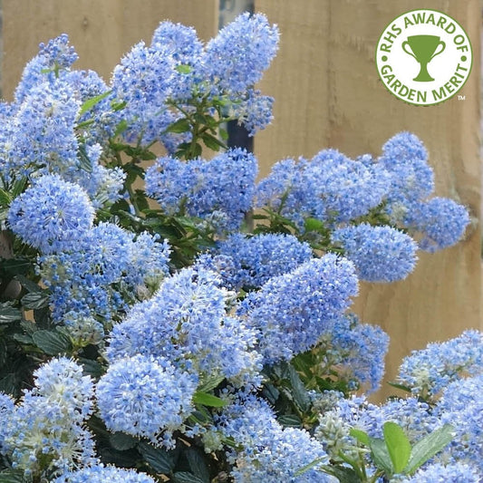 Ceanothus thyrsiflorus repens Tree