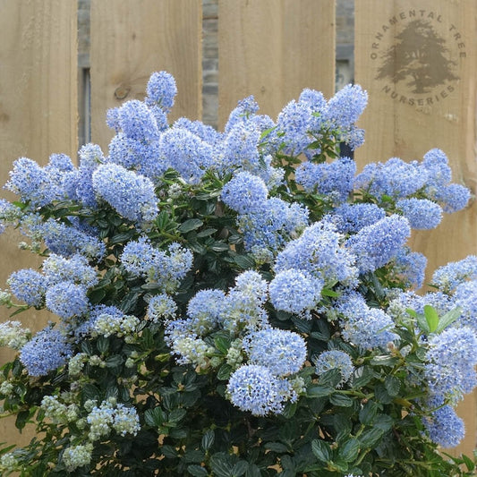 Ceanothus thyrsiflorus repens