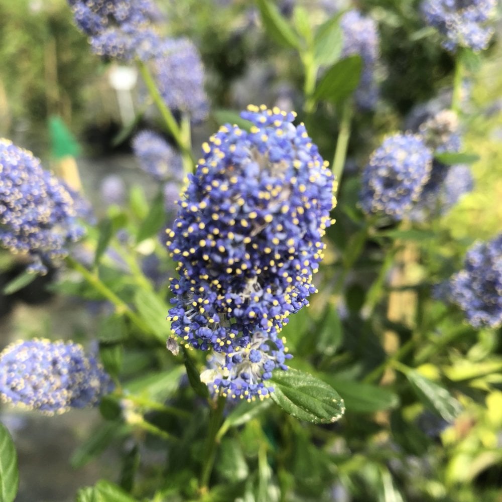 Ceanothus thyrsiflorus 'Skylark' Californian Lilac