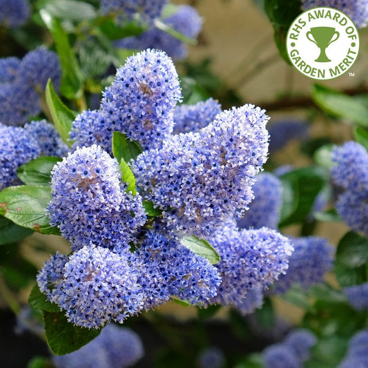 Ceanothus 'Trewithen Blue'