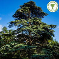 Cedrus libani Cedar of Lebanon tree