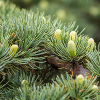 Cedrus libani closeup