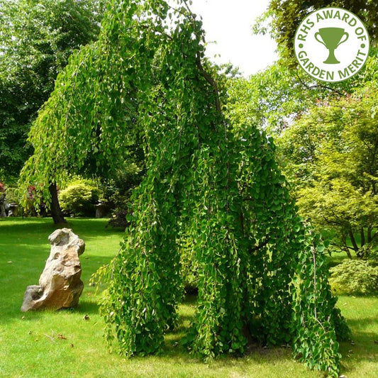 Cercidiphyllum japonicum pendulum Katsura tree