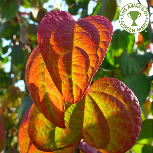 Cercidiphyllum japonicum tree