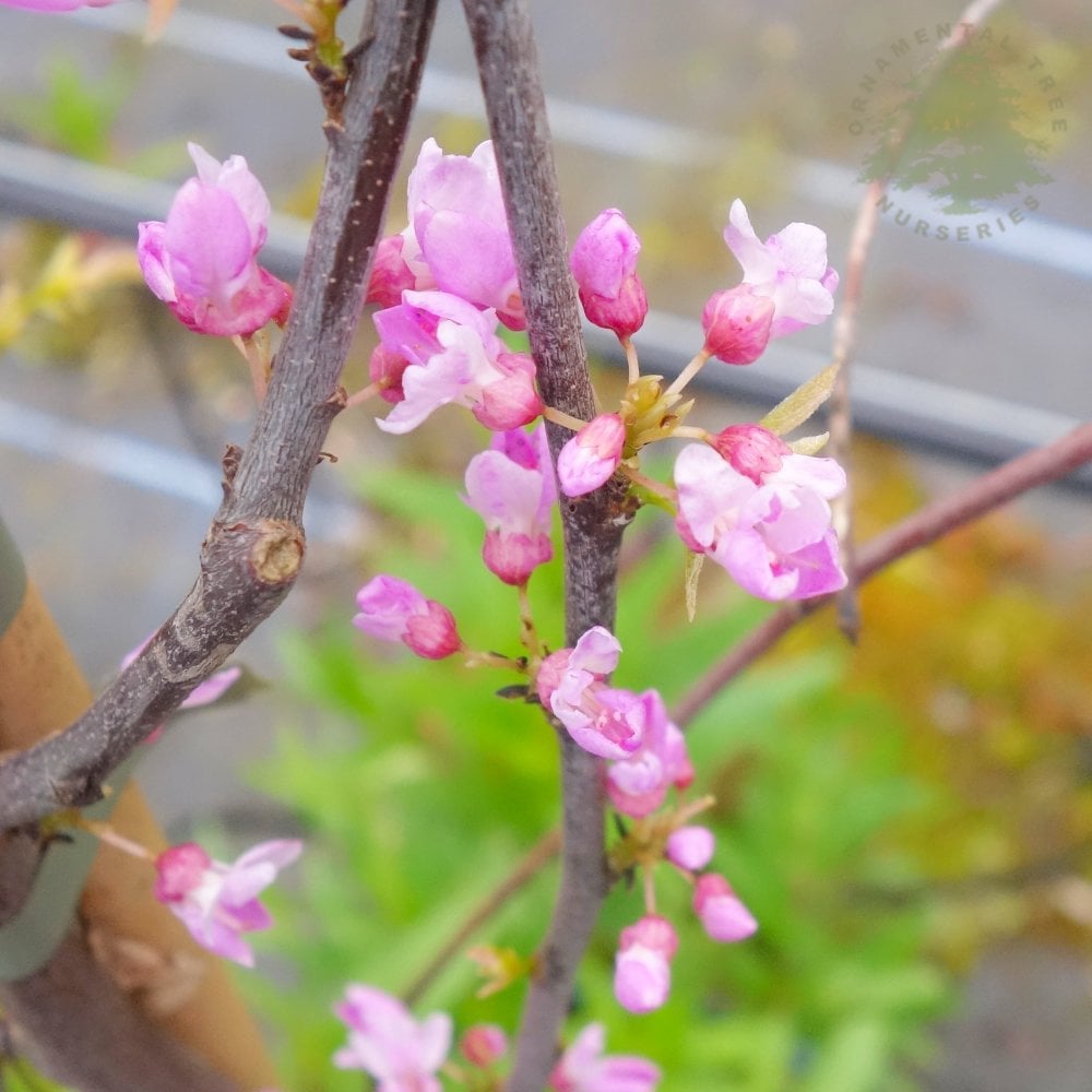 Cercis canadensis 'Alley Cat' flowers