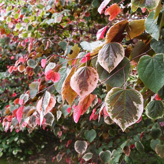 Cercis canadensis 'Carolina Sweetheart'