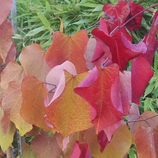 Cercis canadensis 'Eternal Flame'